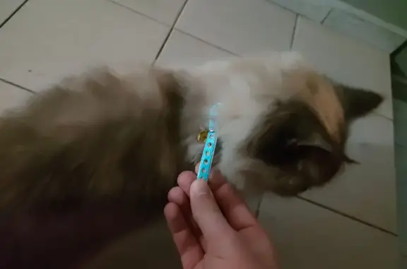 Найдена кошка, Ставрополь, фото: Кошка найдена: пер. Макарова, 16, Ставрополь