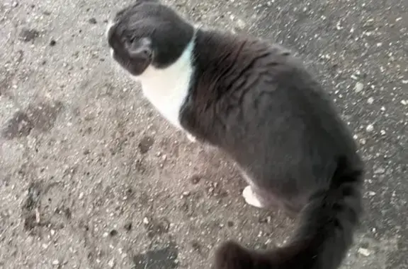 Найдена кошка, Новочебоксарск, фото: Кошка найдена, Солнечная 21, Новочебоксарск