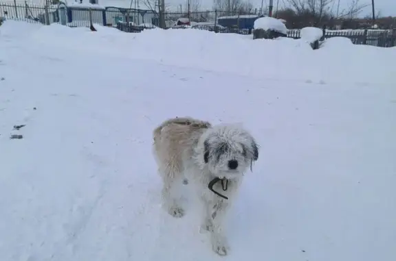 Бобтейл найден: Краснореченское, Хабаровск