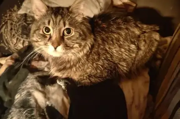 Потерянные животные Таганрог, фото: Пропал кот, Карантинная ул., 59, Таганрог