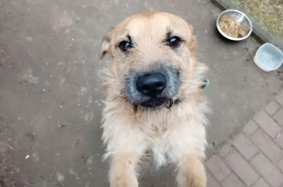 Найденные животные Московская область, фото: Собака найдена, Дубровицы, МО