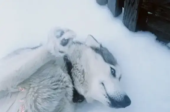 Пропала хаски, Октябрьская ул., Полтавка