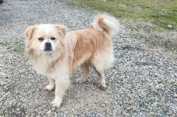 Собака найдена: Лесная ул., Горячий Ключ