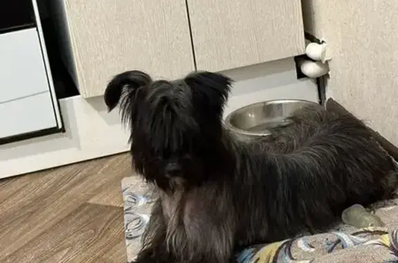 Собаки потеряшки, Москва, фото: Потеряшка собака, Студёный пр., 32 к1, Москва