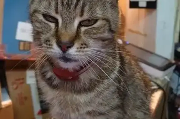 Потерянные животные Калининград, фото: Пропала кошка, пр. Калинина, 4, Калининград