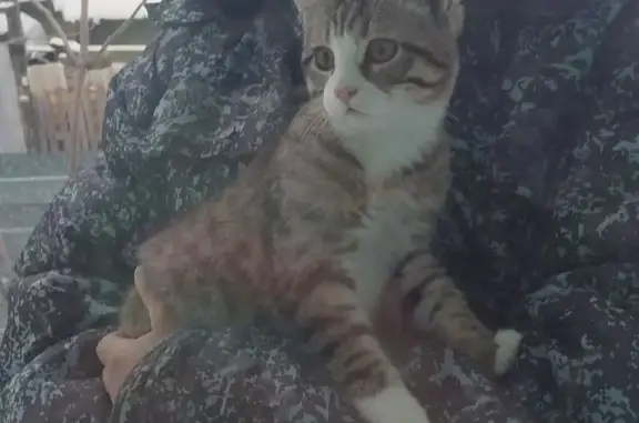 Объявления о пропавших и найденных животных, Новосибирск, фото: Пропала кошка, Новоалтайская 4, Нск