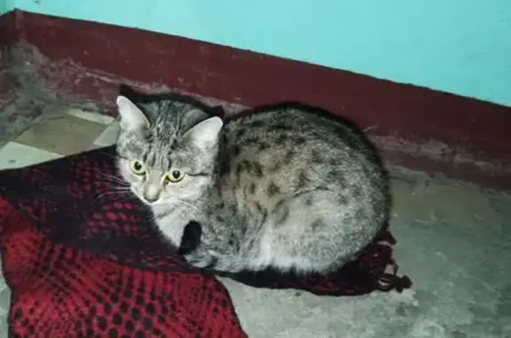 Найдена кошка, Иваново, фото: Кошка найдена: Плетневая ул., Иваново