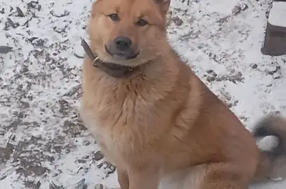 Пропала собака, Звёздный пер., Воронеж