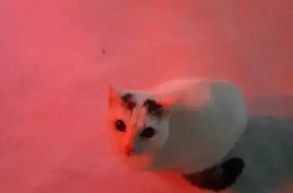 Найдена кошка, Северобайкальск, фото: Кошка найдена: ул. Полиграфистов, 5, Северобайкальск
