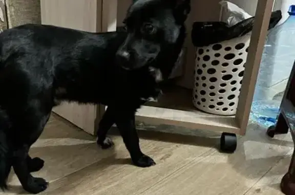 Найденные животные Новороссийск, фото: Найдена собака на Мефодиевской, 36, Новороссийск