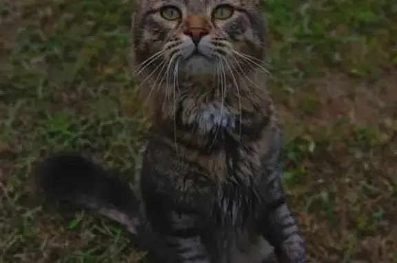 Кошки потеряшки, Ступино, фото: Потеряшка котик, ул. Пушкина 17, Ступино