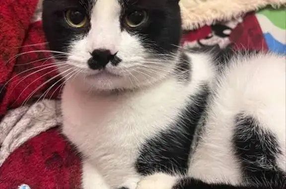 Потерянные животные Таганрог, фото: Пропала кошка, 23-й Квартал, 13, Таганрог