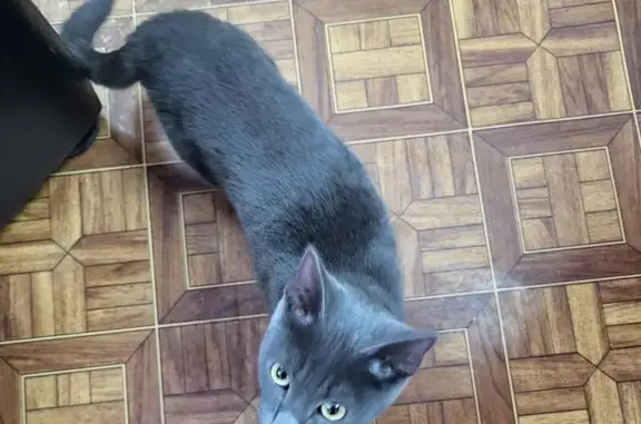 Объявления о пропавших и найденных животных, Канск, фото: Кошка найдена на дереве, Канск