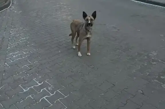 Найдена собака, Московская область, фото: Собака найдена в Одинцово, Гуссарская баллада