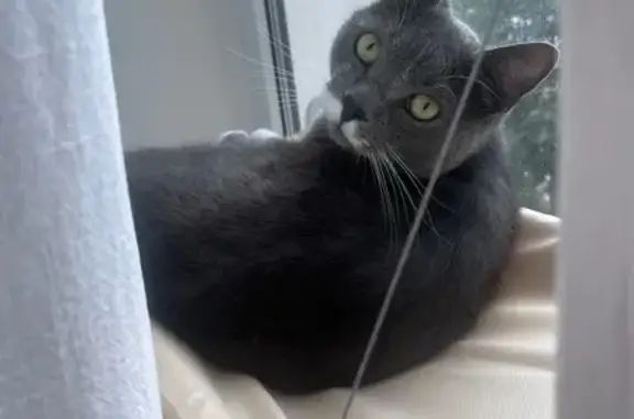 Кошки потеряшки, Обнинск, фото: Потеряшка серый кот Вася, Ленина 196, Обнинск