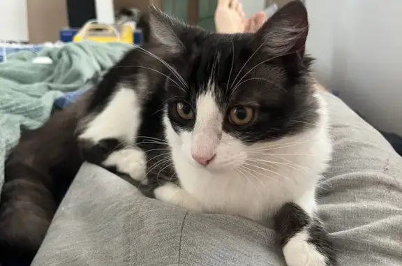 Кошки потеряшки, Индустриальный, фото: Потеряшка кошка, Строительная 13, Индустриальный