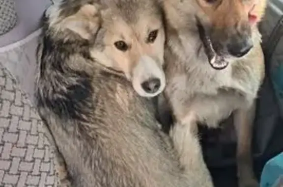 Найдена собака, Новоселово, фото: Собаки найдены, ул. Возрождения, Новосёлово