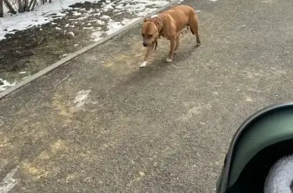 Найденные животные Ставрополь, фото: Собака найдена у Рогожникова 2, Ставрополь