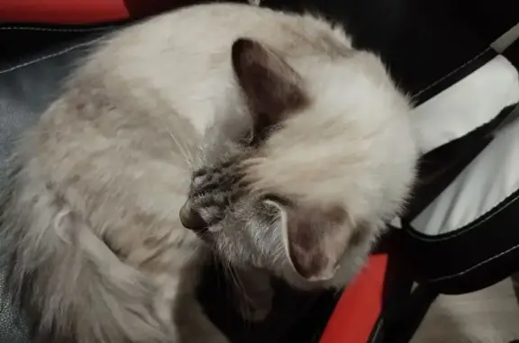 Кошка и котенок найдены в Маркова, ДНТ Защитник