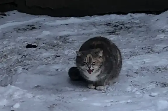 Кошка найдена: Заводская ул., 26, Понтонный