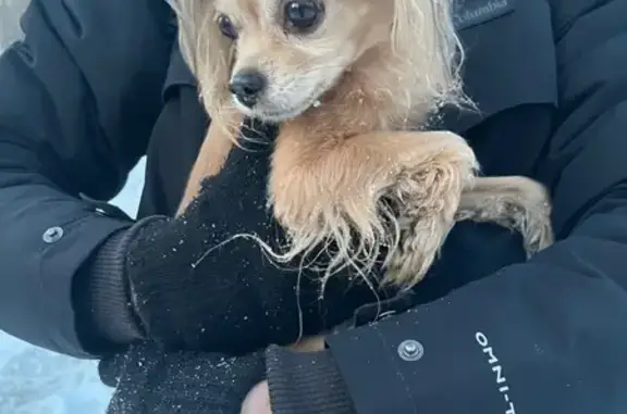 Найденные животные Саратовская область, фото: Найдена собака, Саратов, обл.