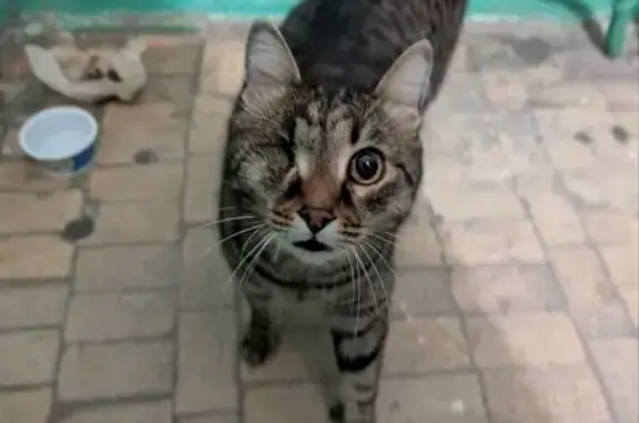 Найдена кошка, Томск, фото: Кот без глаза найден на Новом переулке, 1