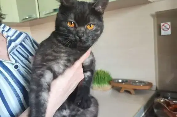 Найдена кошка, Богословка, фото: Кошка найдена: Советская ул., Богословка