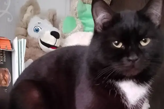 Кошки потеряшки, Марьяновка, фото: Потеряшка кошка, ул. 40 лет Октября, Марьяновка