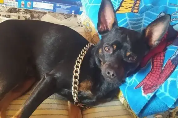 Объявления о пропавших и найденных животных, Челябинск, фото: Пропала собака, 3-я Арзамасская 23, Челябинск