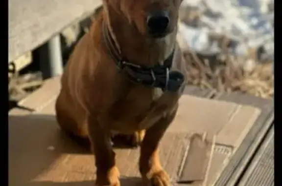 Найдена собака, Архызское с/п, 91Н-016