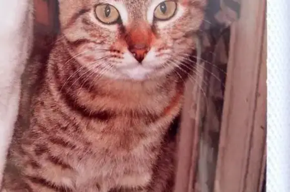 Кошки потеряшки, Лысьва, фото: Потеряшка кошка Мурыска, ул. Революции, Лысьва