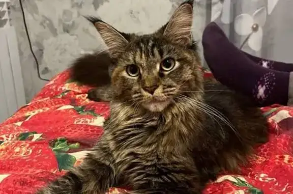 Кошки потеряшки, Богородск, фото: Потеряшка кошка, Вознесенский пер., 5, Богородск