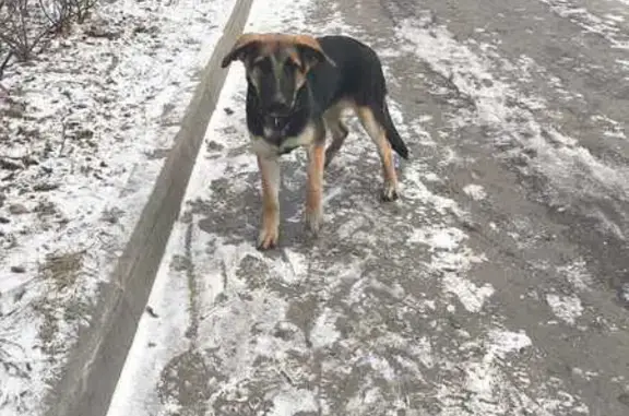 Найдена собака, Москва, фото: Щенок найден: Ташкентская ул., 9, Москва