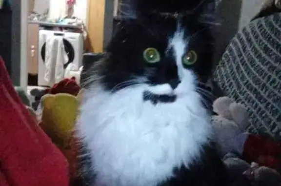 Объявления о пропавших и найденных животных, Новосибирск, фото: Пропала кошка, Зенитная ул., 11, Новосибирск