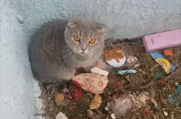 Кошка у мусорки, 2-й Пятилетки, 6В