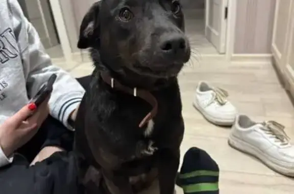 Объявления о пропавших и найденных животных, Краснодар, фото: Найдена собака, ул. Пономаренко, 45, Краснодар