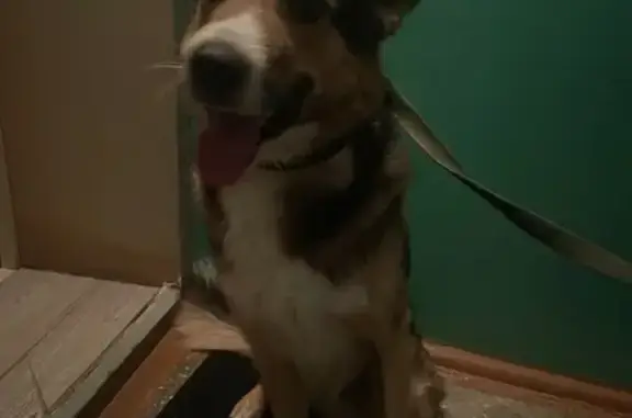 Найдена собака, Кирово-Чепецк, фото: Найдена собака, проезд Дзержинского 1А