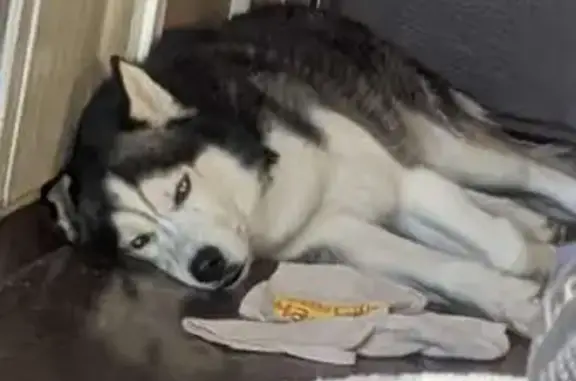 Собаки потеряшки, Минск, фото: Потеряшка собака у гостиницы на Звязда, 35