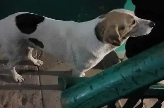 Найдена собака, Волгоград, фото: Собака найдена на Черепановых 5, Волгоград