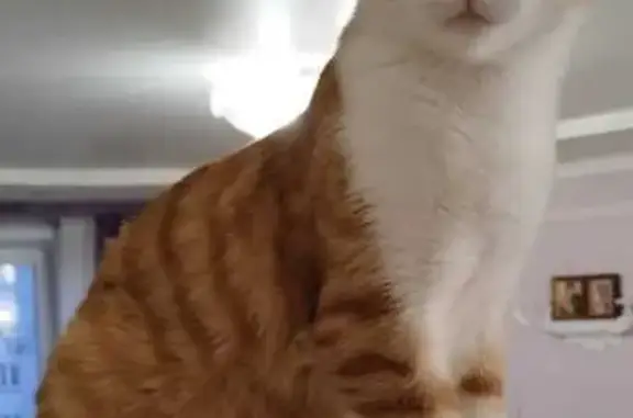 Кошки потеряшки, Новокузнецк, фото: Потеряшка кот, пр. Курако 17А, Новокузнецк