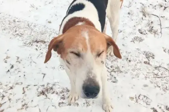 Собака найдена в Село Сабуровщино, Калуга