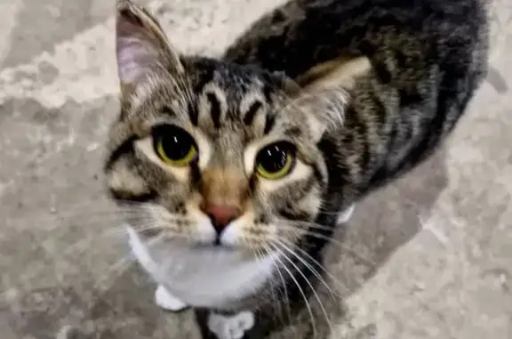 Найденные животные Излучинск, фото: Кот найден на Таёжной улице, Излучинск