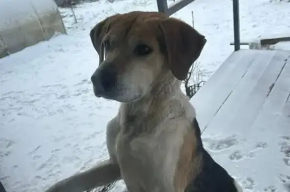 Найдена собака, , фото: Найдена собака, Думиничи, Б. Пролетарская