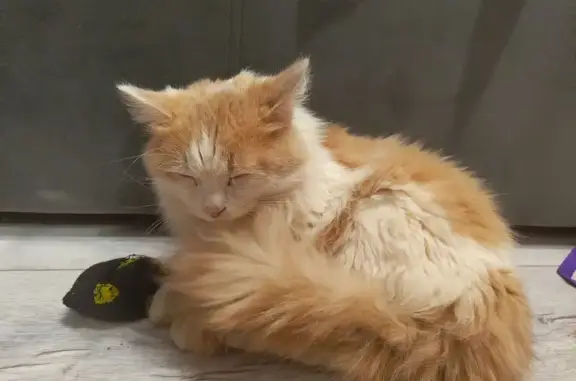 Найдена кошка, Тамбов, фото: Найдена кошка, Моршанское шоссе, 12