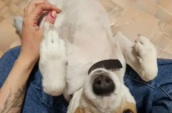 Найдена собака, Краснодар, фото: Собака найдена в Краснодаре, ул. Снесарева, 4