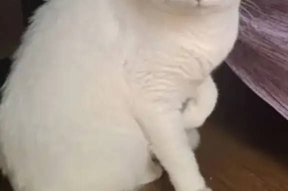 Кошки потеряшки, Чита, фото: Потеряшка глухая кошка, Чита, пр. Фадеева 25