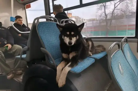 Найдена собака, Московская область, фото: Собака в автобусе №400, Зеленоград - Москва