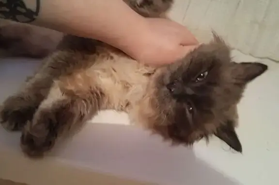 Найдена кошка, ул. Маршака, 5, Тюмень