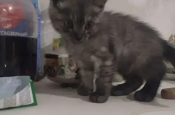 Найдена кошка, Борисоглебск, фото: Найдена кошка, ул. Гагарина, Борисоглебск