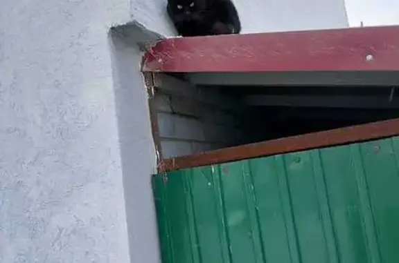 Найдена кошка, Выкса, фото: Кошка найдена в подвале, Шухова 12, Выкса
